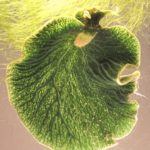 transferencia horizontal de genes