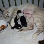 castración de mascotas