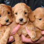 ventajas y desventajas de la castración