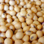 Las ciencias agrícolas siguen dominando el conocimiento en Paraguay