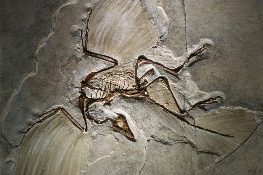 evidencias teoría de la evolución, el Archaeopteryx lithographica