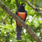 especies aves paraguay