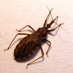 La enfermedad de Chagas todavía afecta a América Latina enfermedad de chagas