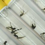 zika en América