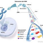 Paraguay empezará a investigar en genética de cáncer paraguay investigacion cancer