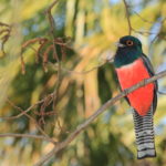 Observación de aves en Asunción para toda la familia Fotografías: Antonio Schica