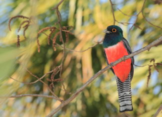 Observación de aves en Asunción para toda la familia Fotografías: Antonio Schica