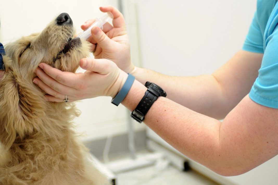 quimioterapia en mascotas