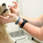 quimioterapia en mascotas