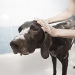 ¿Cómo cuidar a nuestras mascotas según la ciencia? cuidado mascotas ciencia