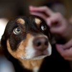 Mascotas infestadas por garrapatas: ¿Qué hacer? mascotas garrapatas