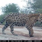 Reserva Cañada El Carmen alberga animales en peligro de extinción reserva cañada el carmen