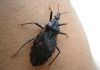Enfermedad de Chagas: persisten desafíos genéticos en su agente causal chagas genética
