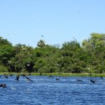 Arranca en Paraguay el Foro Sudamericano de Conservación de la UICN