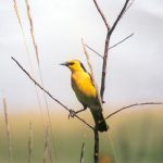 Investigadores paraguayos sugieren mejorar protección de áreas para aves de pastizal