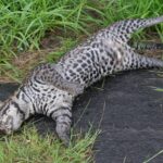 Ecología de rutas, un largo camino hacia el desarrollo humano y el respeto por la vida silvestre