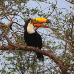 Guyra invita a la primera Biomaratón de Paraguay para registrar la biodiversidad