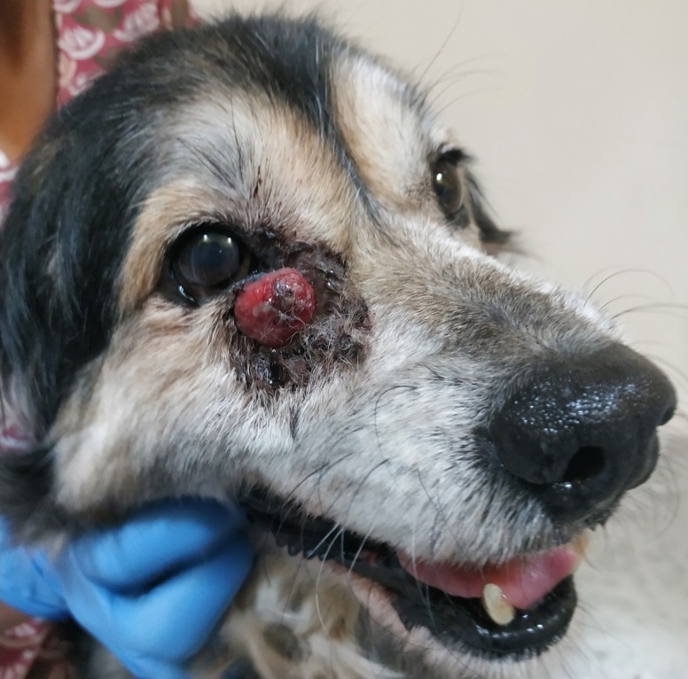 piso lealtad grieta Qué es el tumor venéreo transmisible de caninos y cómo tratarlo?