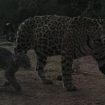 Yaguareté, taguá, aguará guazú y tatú carreta están vulnerables o en peligro de extinción