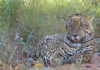 Estudio muestra que calidad de hábitat de los yaguaretés disminuye por la acción humana