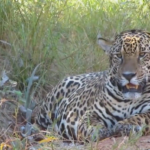 Estudio muestra que calidad de hábitat de los yaguaretés disminuye por la acción humana