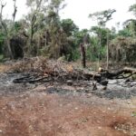 Paraguay pierde bosques de la Reserva para Parque Nacional San Rafael (Tekoha Guasu) por la inacción de las autoridades nacionales