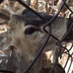 animales silvestres en cautiverio