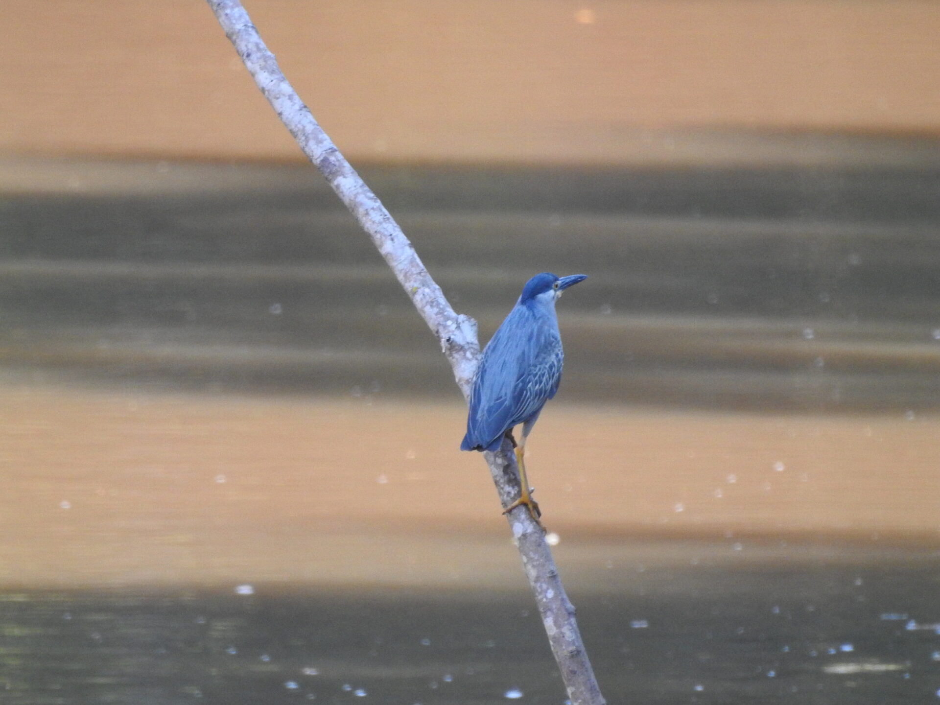 Aves en Asunción: Butorides striatus