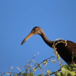 Observación de aves de Asunción para niñas, niños y adolescentes observación aves Asunción