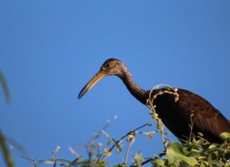 Observación de aves de Asunción para niñas, niños y adolescentes observación aves Asunción