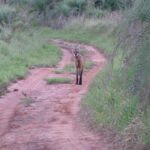 mamíferos mbaracayu