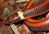 Phalotris shawnella, la hermosa y amenazada serpiente descubierta en Paraguay phalotris shawnella
