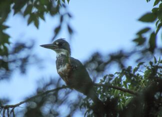 Taller de Aves de Asunción para niñas, niños y adolescentes