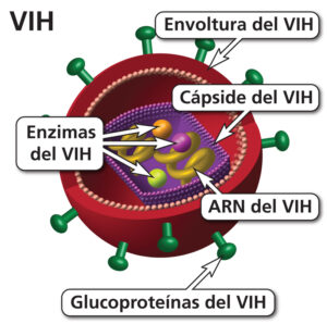 vacuna arnm contra el vih - estructura del vih