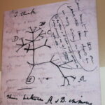 Cuadernos de Darwin robados