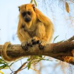 el mito de la viruela del mono, un espécimen