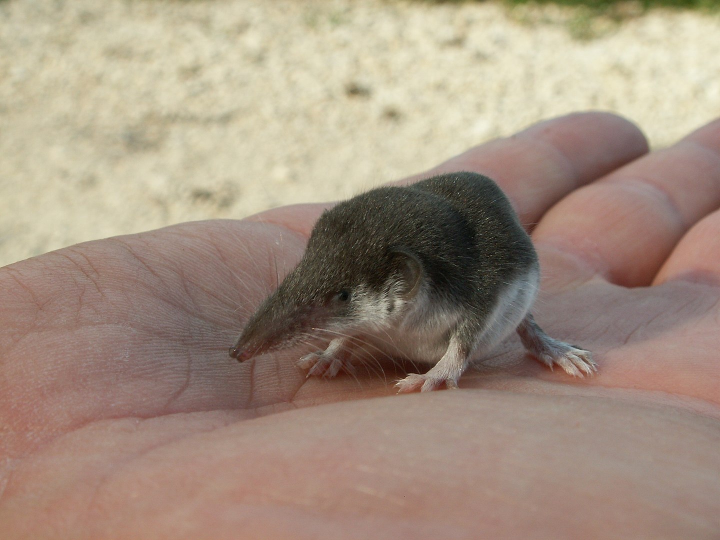 Las musarañas, una especie muy pequeña de mamíferos parecidos a los ratones, son el posible origen del nuevo virus Langya (Foto: Wikimedia).