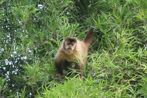 capuchino de Azara, fundación para la tierra
