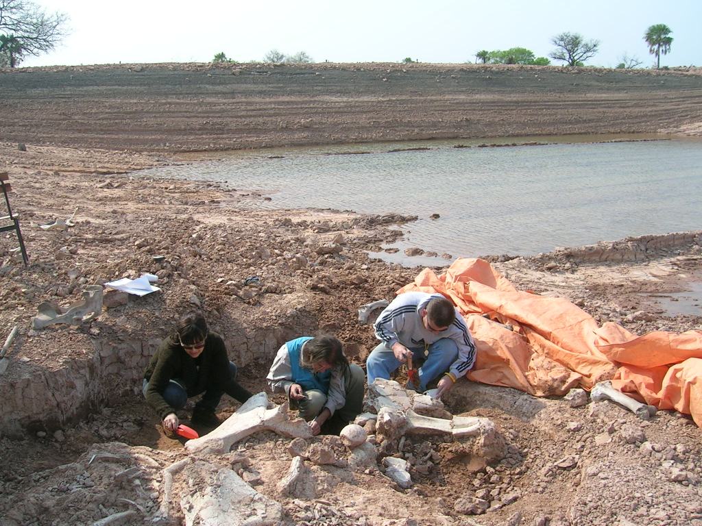 paleontología en Paraguay, recolección de fósiles en Paratodo