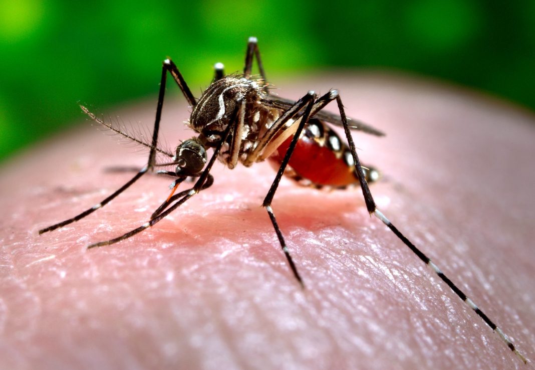 nueva vacuna contra el dengue