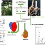 Investigación sobre antihipertensivo gana el Premio Nacional de Ciencia de Paraguay 2022
