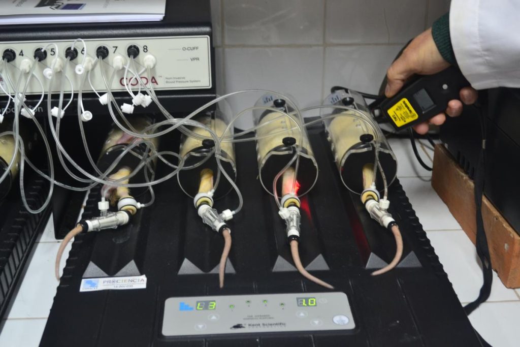 medición de la presión arterial de ratas con un tensiómetro