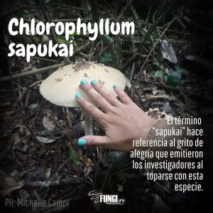 chlorophyllum sapukai, fungi paraguay