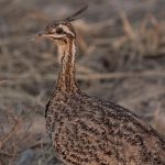 Sonidos del Chaco Seco: Perdiz copetona - Eudromia formosa