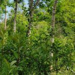 Agroecología: la ciencia de hacer a la agricultura más sustentable agroecología paraguay