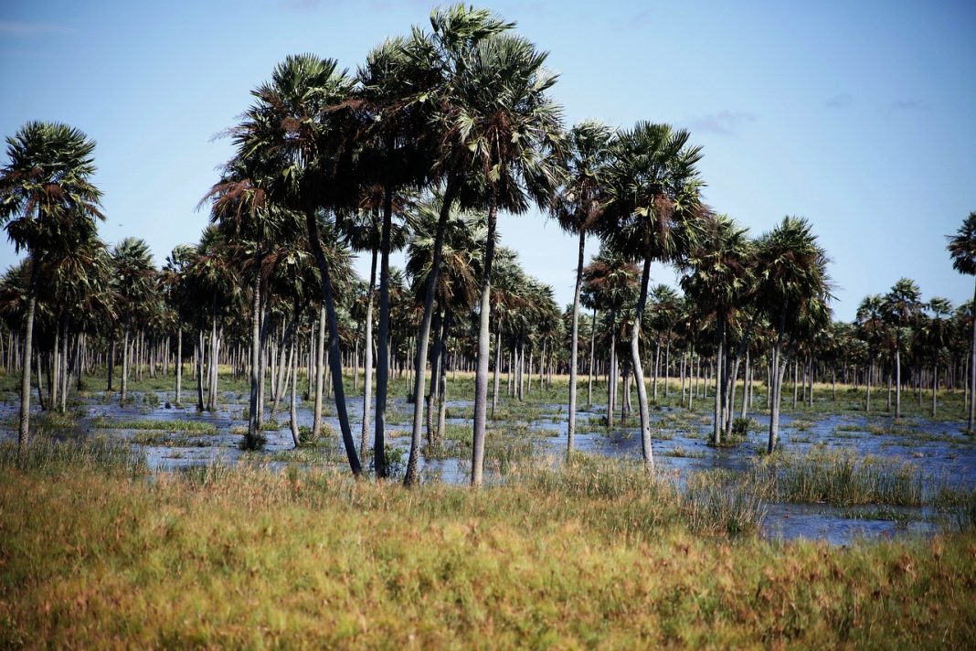 El Niño en Paraguay - foto de palmas en inundación