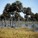 El Niño en Paraguay - foto de palmas en inundación