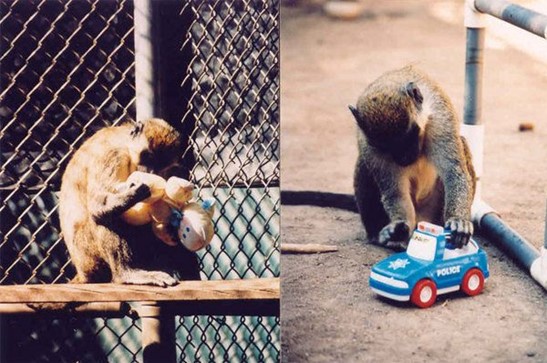 primates jugando con juguetes