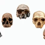 Organizan inédito taller sobre la evolución humana