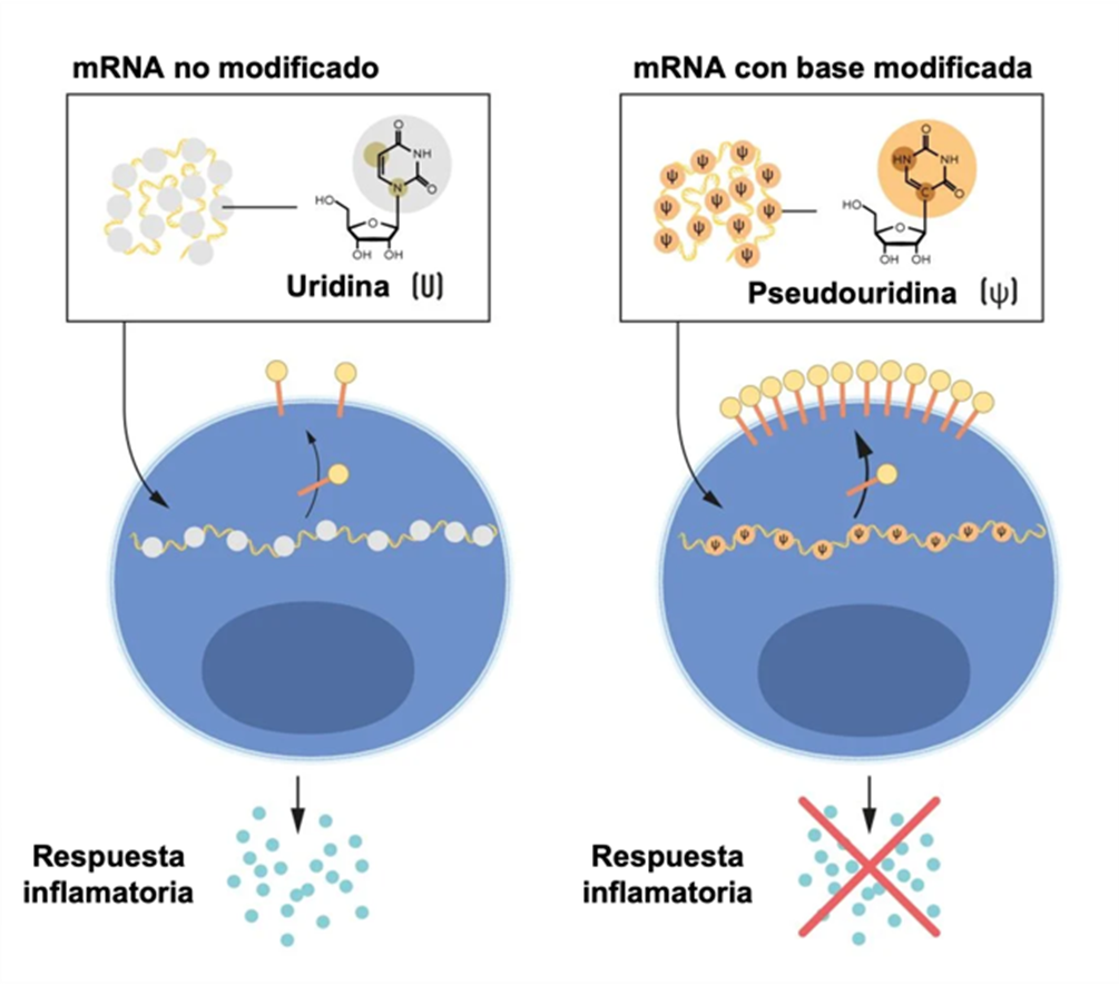 Nobel de Medicina ARNm